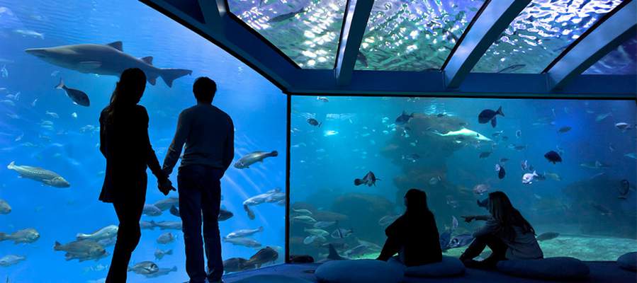 Palma aquarium rainy day in palma cas saboners ca's saboners beach aparthotel palmanova Palma aquarium rainy day in palma cas saboners ca's saboners beach aparthotel palmanova