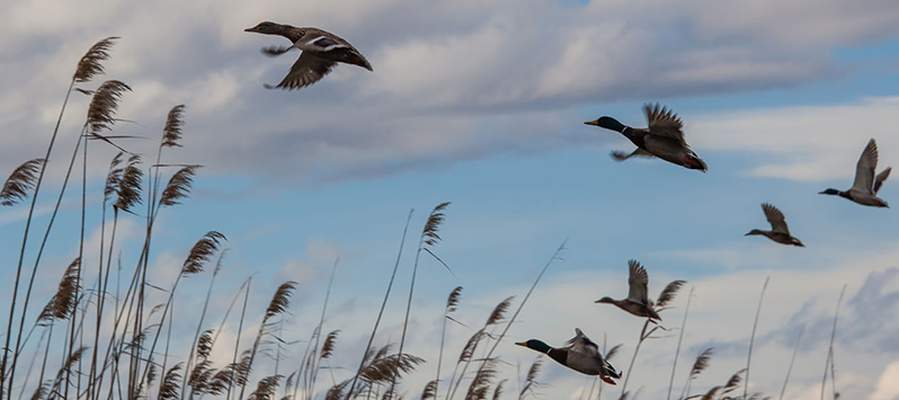 Discover mallorca with cas saboners - alcudia’s albufera Ca's Saboners Beach Aparthotel Palmanova